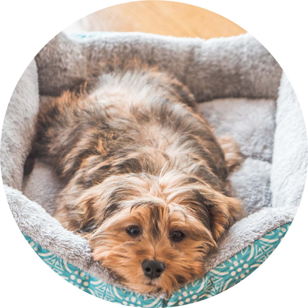 limpiar cama de mascota