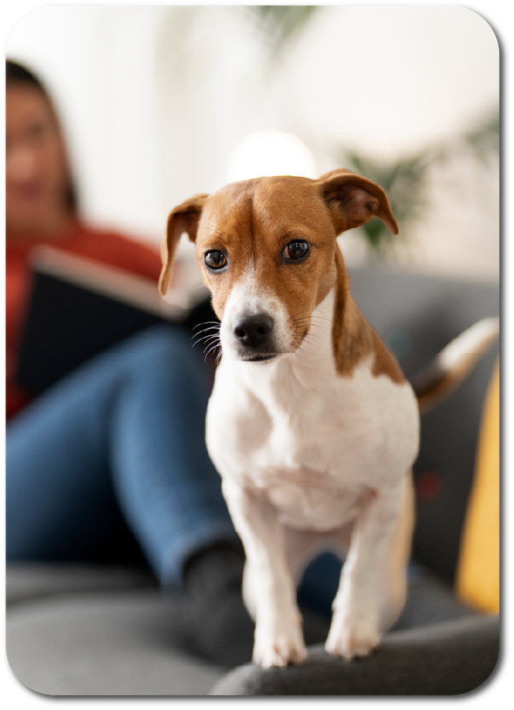 limpiar pelo de mascotas para evitar polvo
